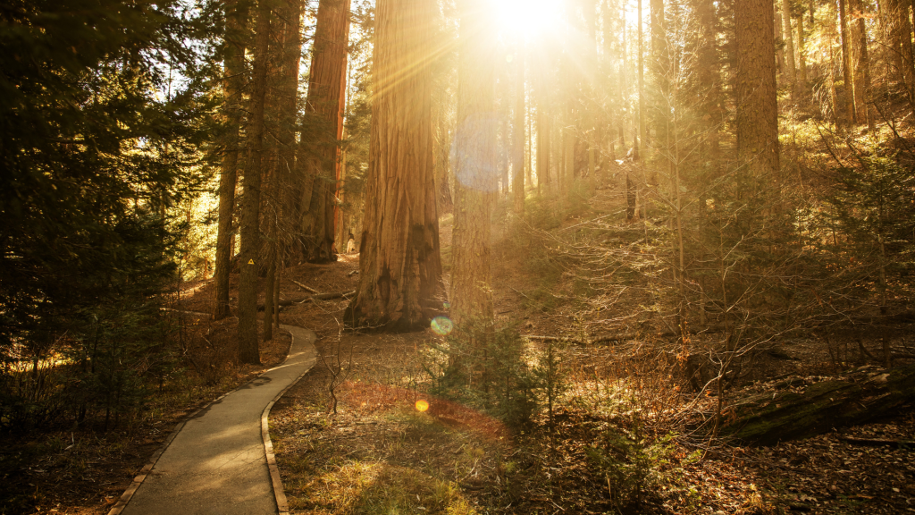 A photo of a trail in a forest, bright sunlight through the trees. Omni Coffee Studio encourages self care and walking in nature.